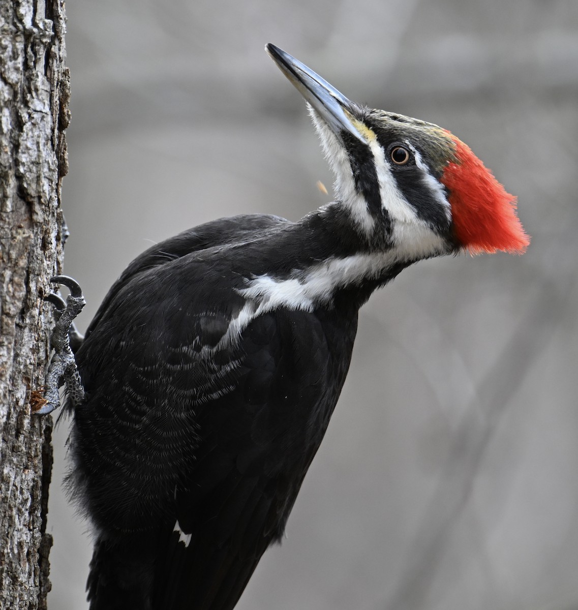 Pileated Woodpecker - ML616334046