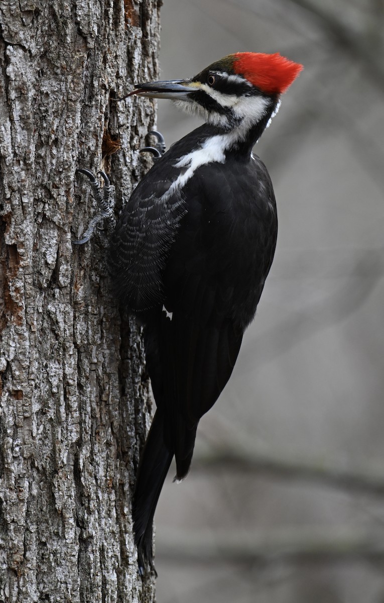 Pileated Woodpecker - ML616334049
