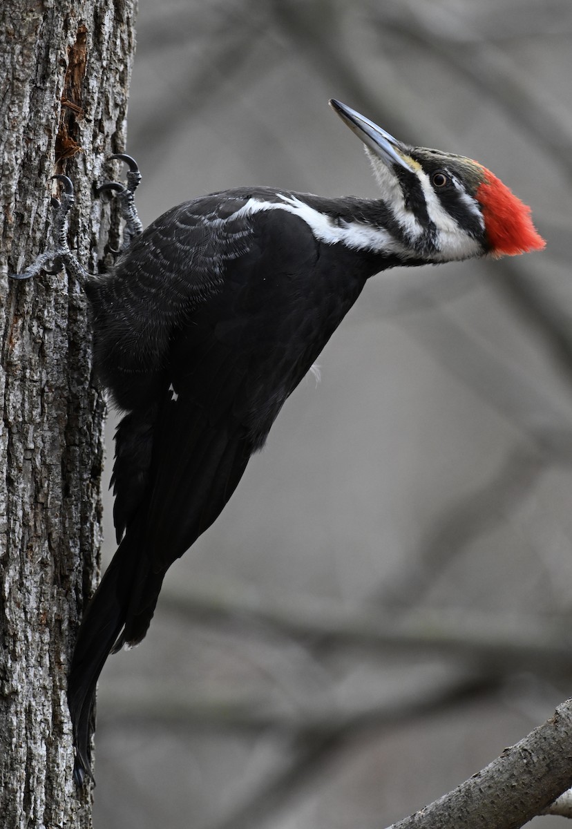 Pileated Woodpecker - ML616334050