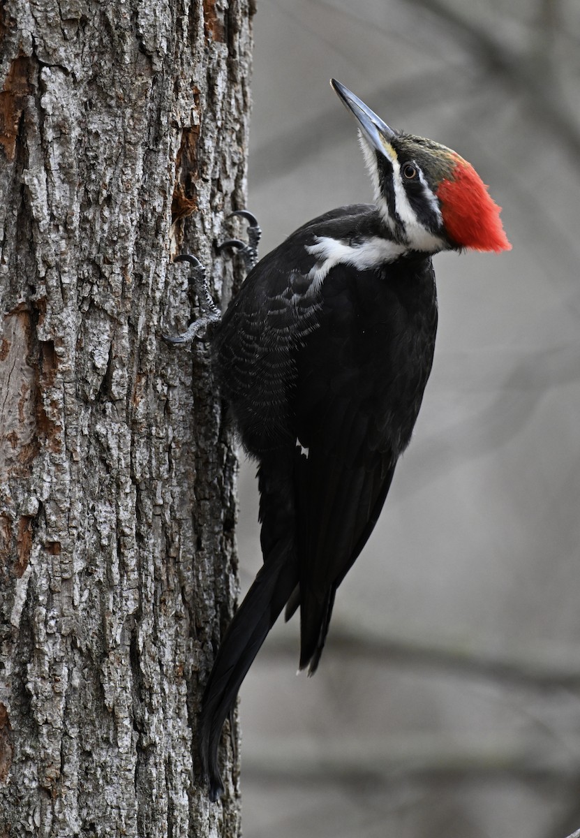 Pileated Woodpecker - ML616334051