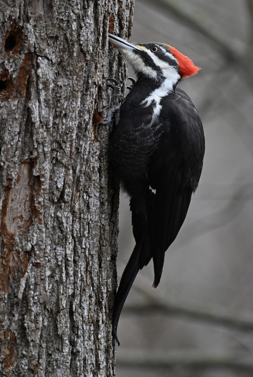 Pileated Woodpecker - ML616334052