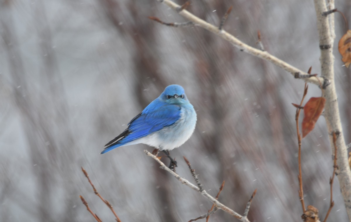 Mountain Bluebird - ML616334086