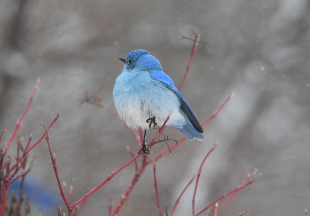 Mountain Bluebird - ML616334089