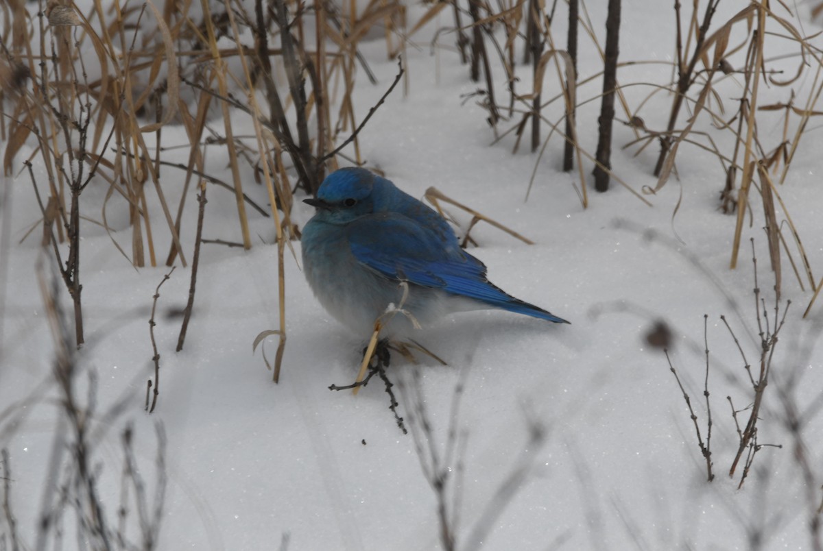 Mountain Bluebird - ML616334099