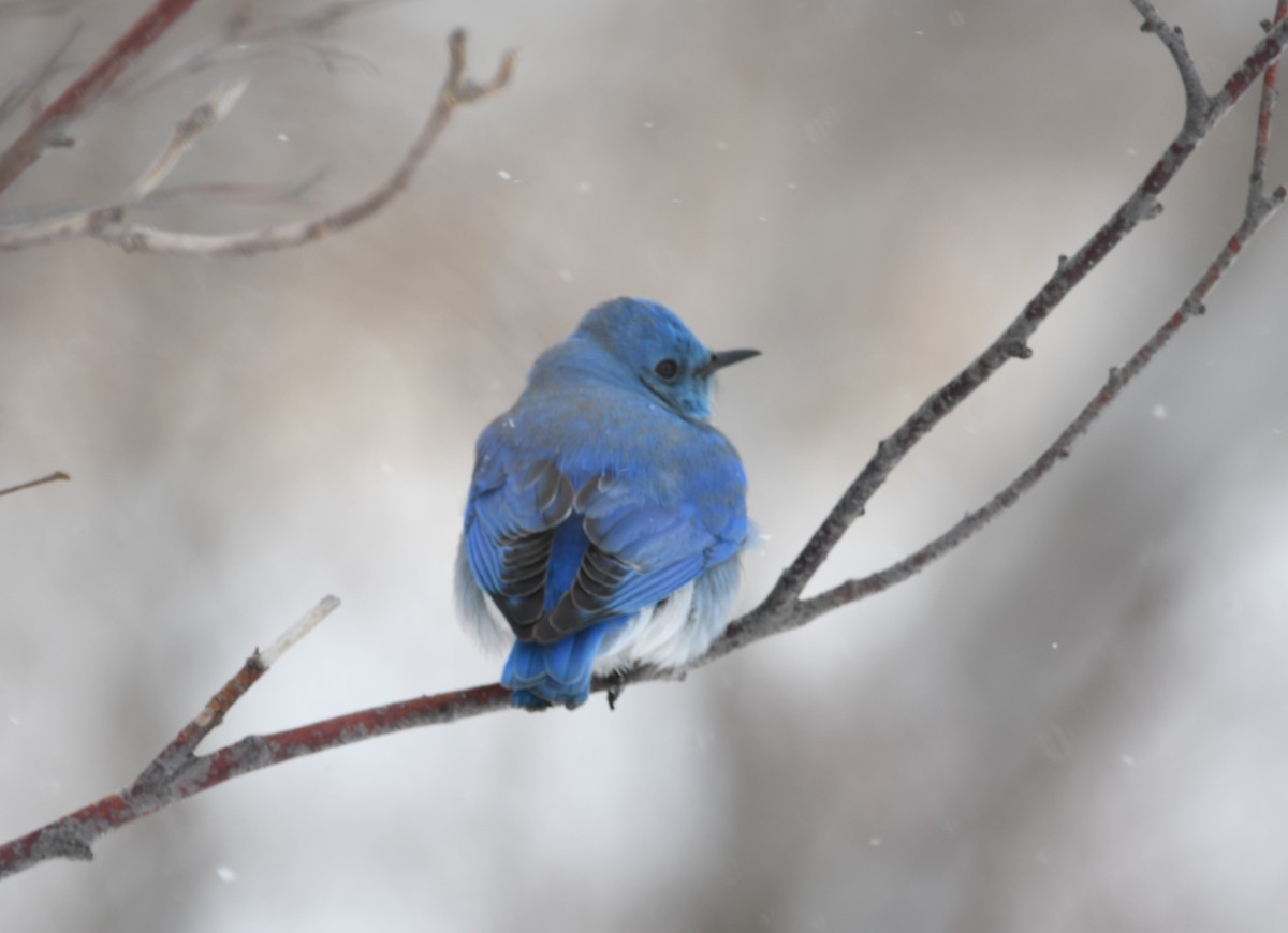 Mountain Bluebird - ML616334113