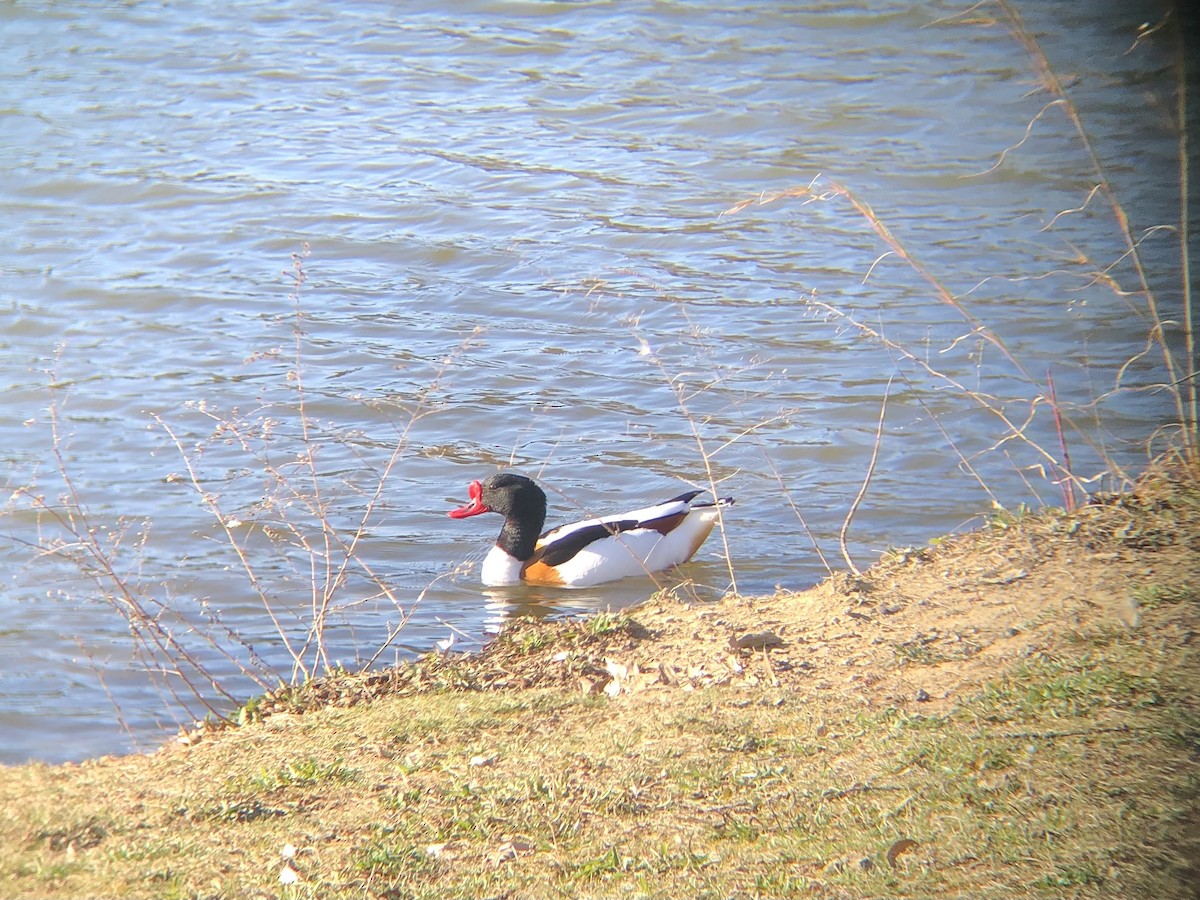 Common Shelduck - ML616334121