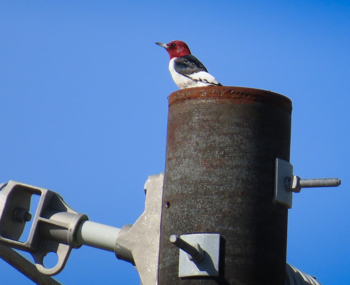 Red-headed Woodpecker - ML616334142