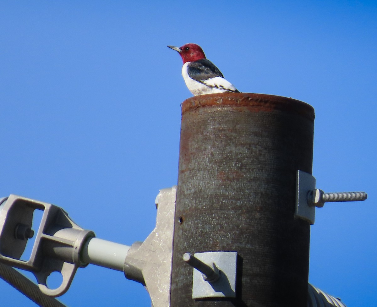 Pic à tête rouge - ML616334142