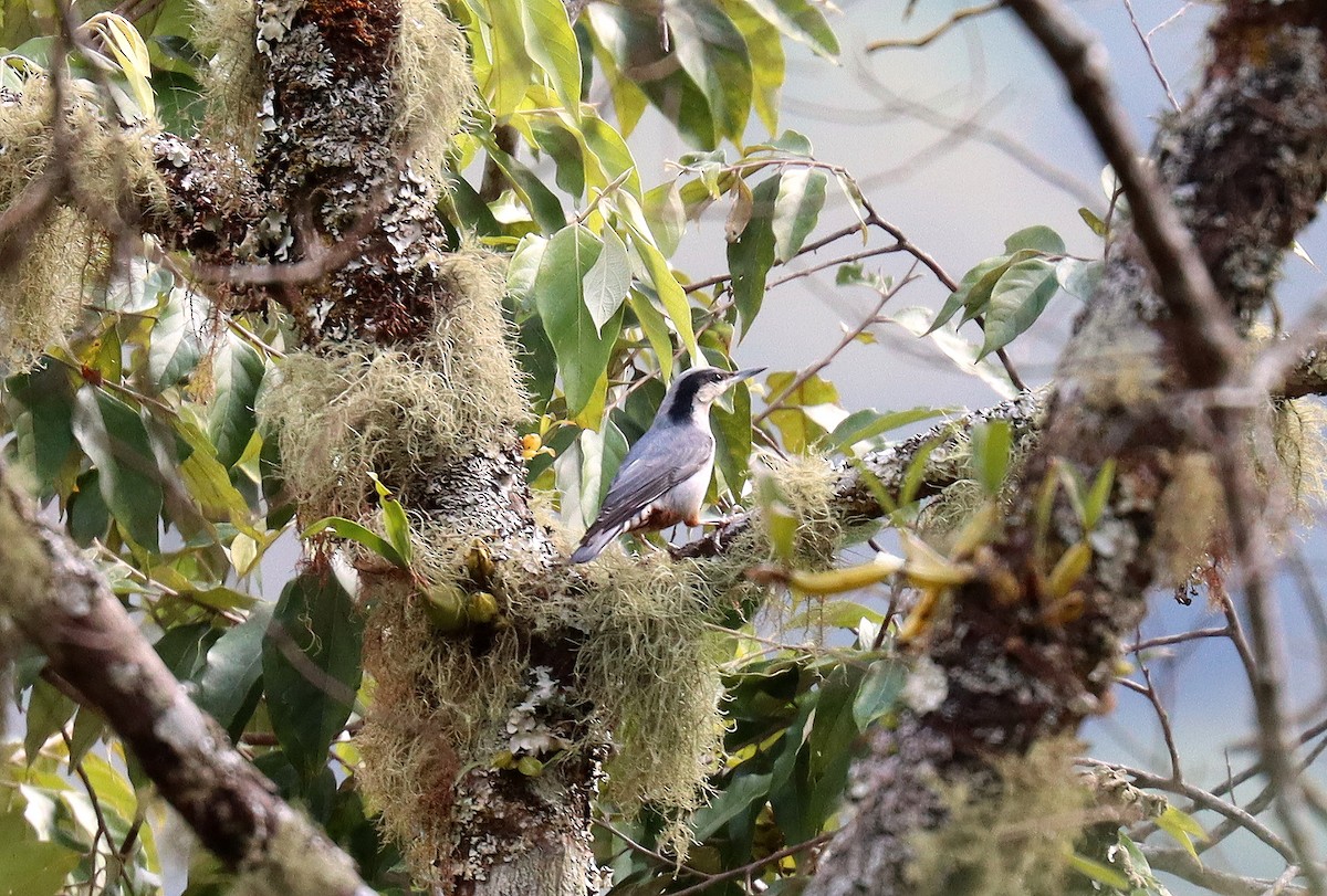 Giant Nuthatch - ML616334166