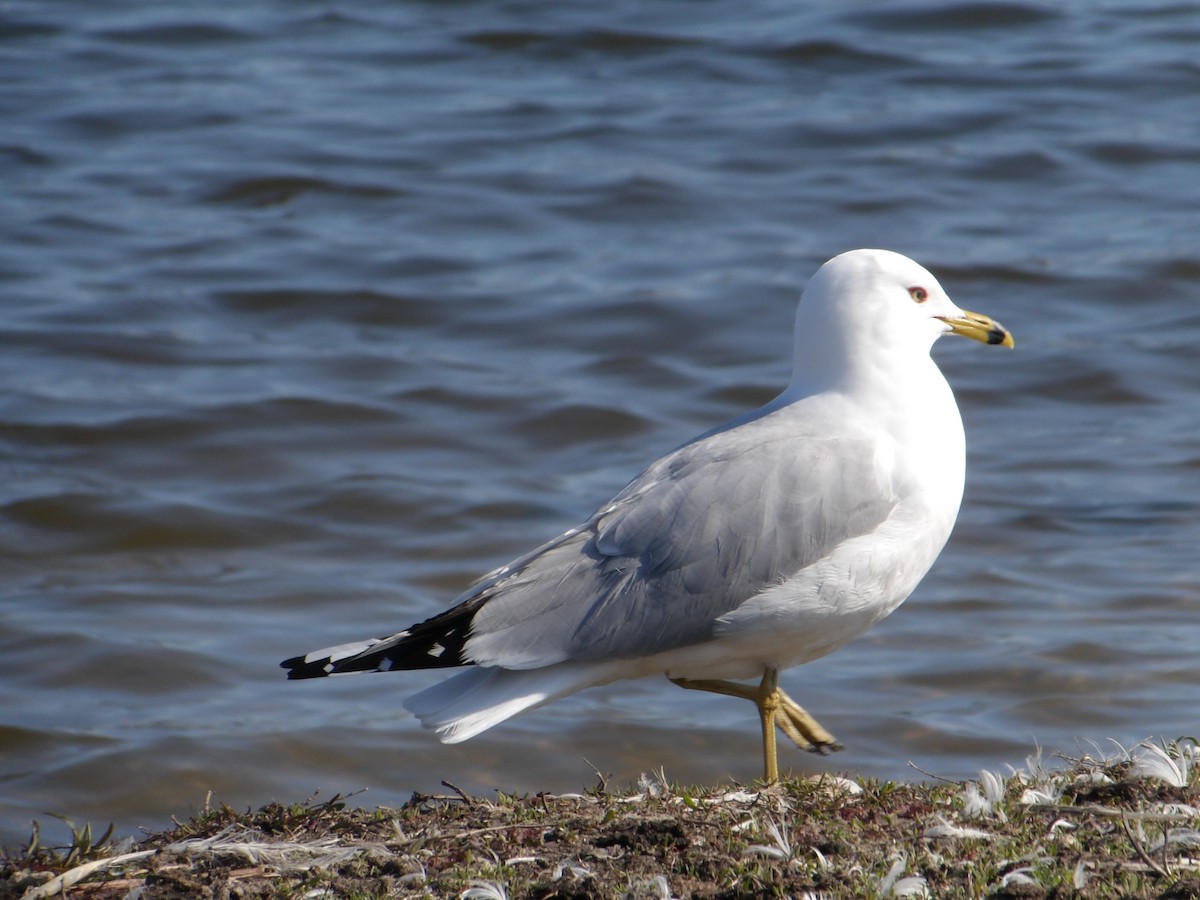 Ring-billed Gull - ML616334188