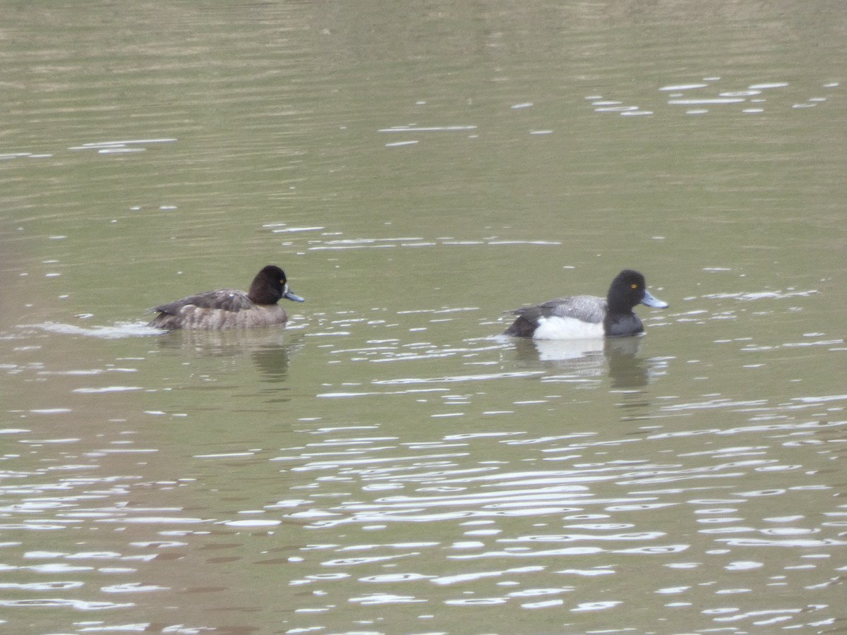 Greater Scaup - ML616334251