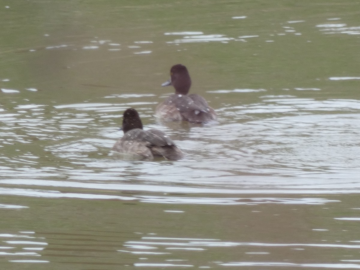 Lesser Scaup - ML616334257