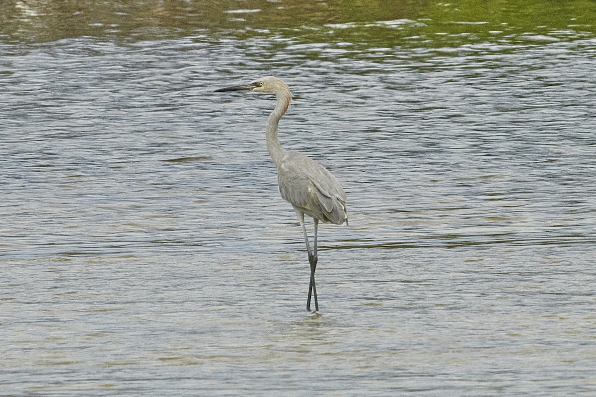 Reddish Egret - ML616334272