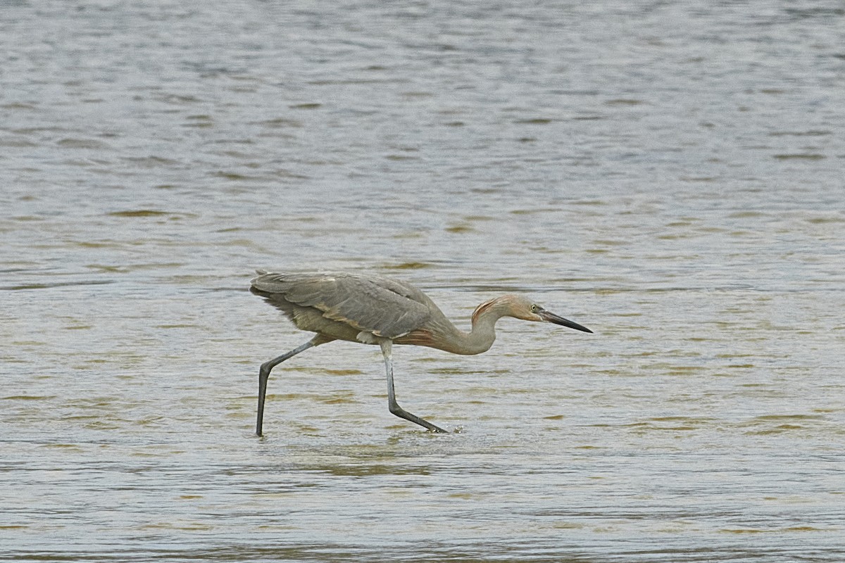 Reddish Egret - ML616334283