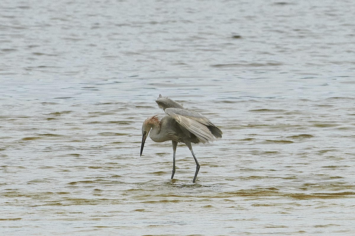 Reddish Egret - ML616334293