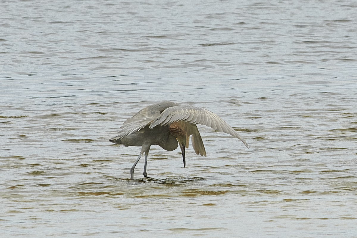 Reddish Egret - Elaine Hendricks