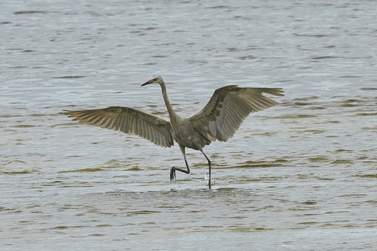 Reddish Egret - ML616334315