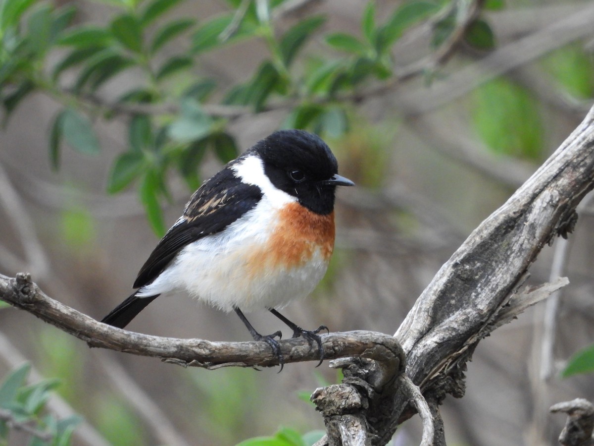 African Stonechat - Sławomir Karpicki