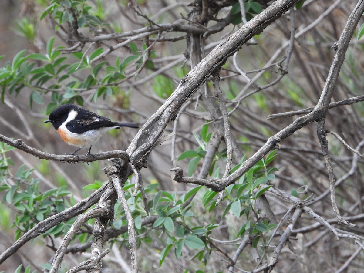 African Stonechat - ML616334327