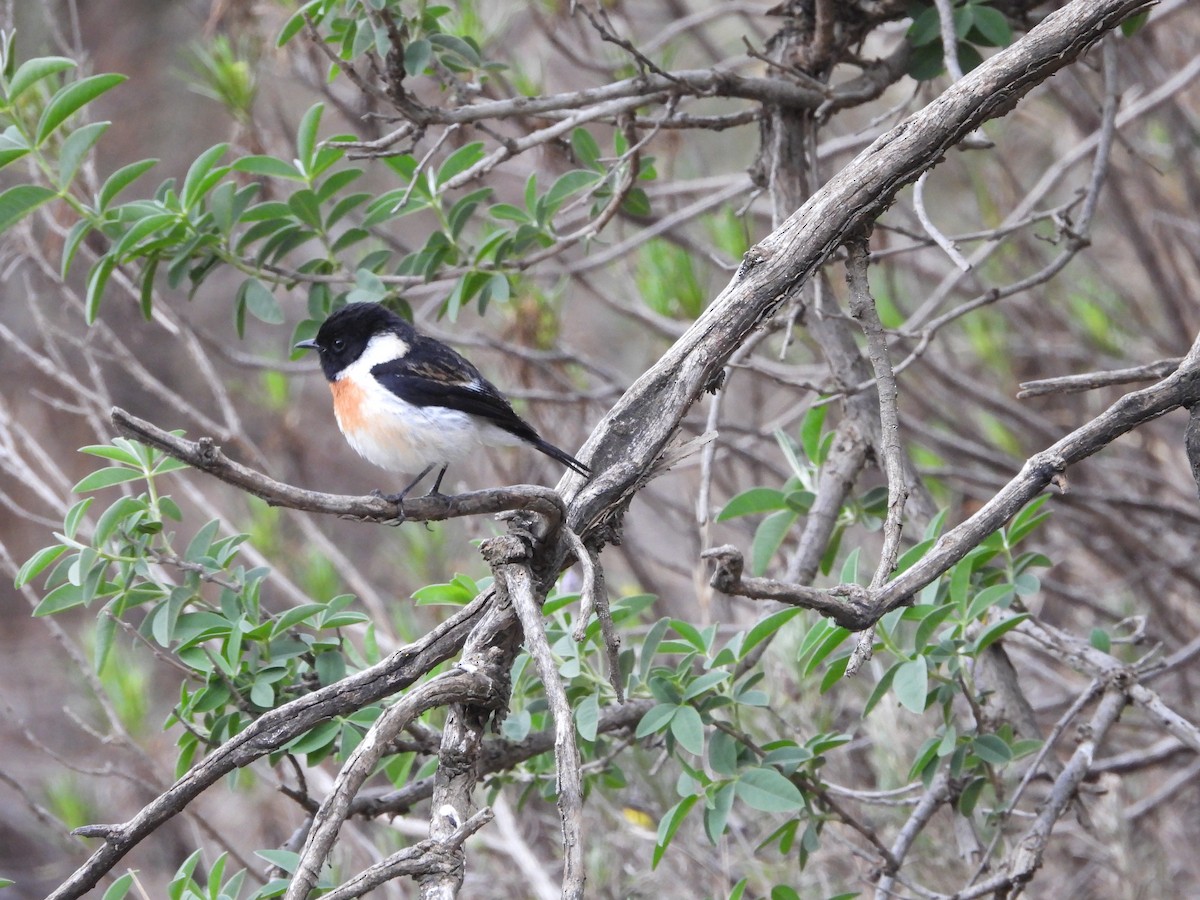 African Stonechat - ML616334330