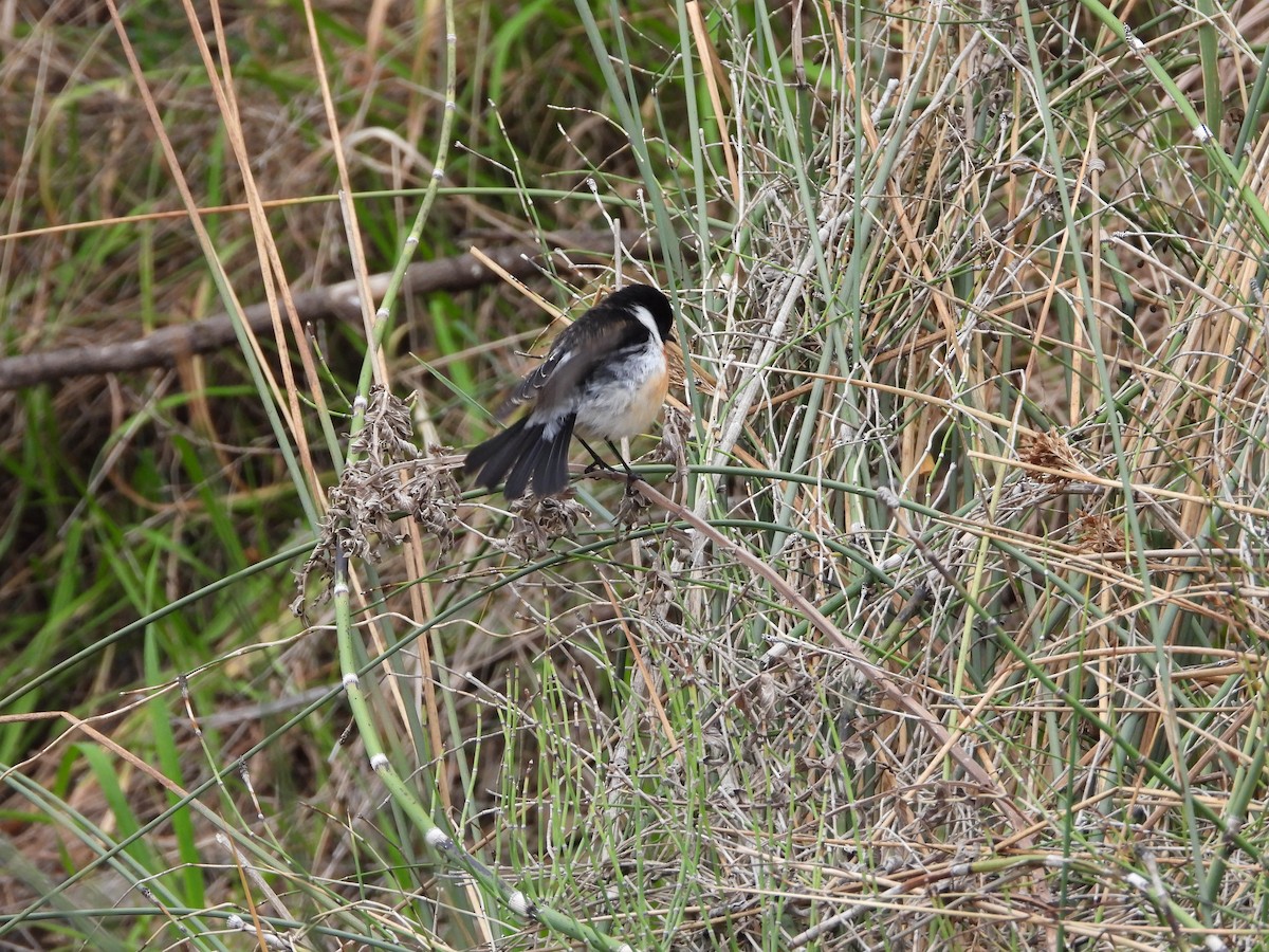 African Stonechat - Sławomir Karpicki