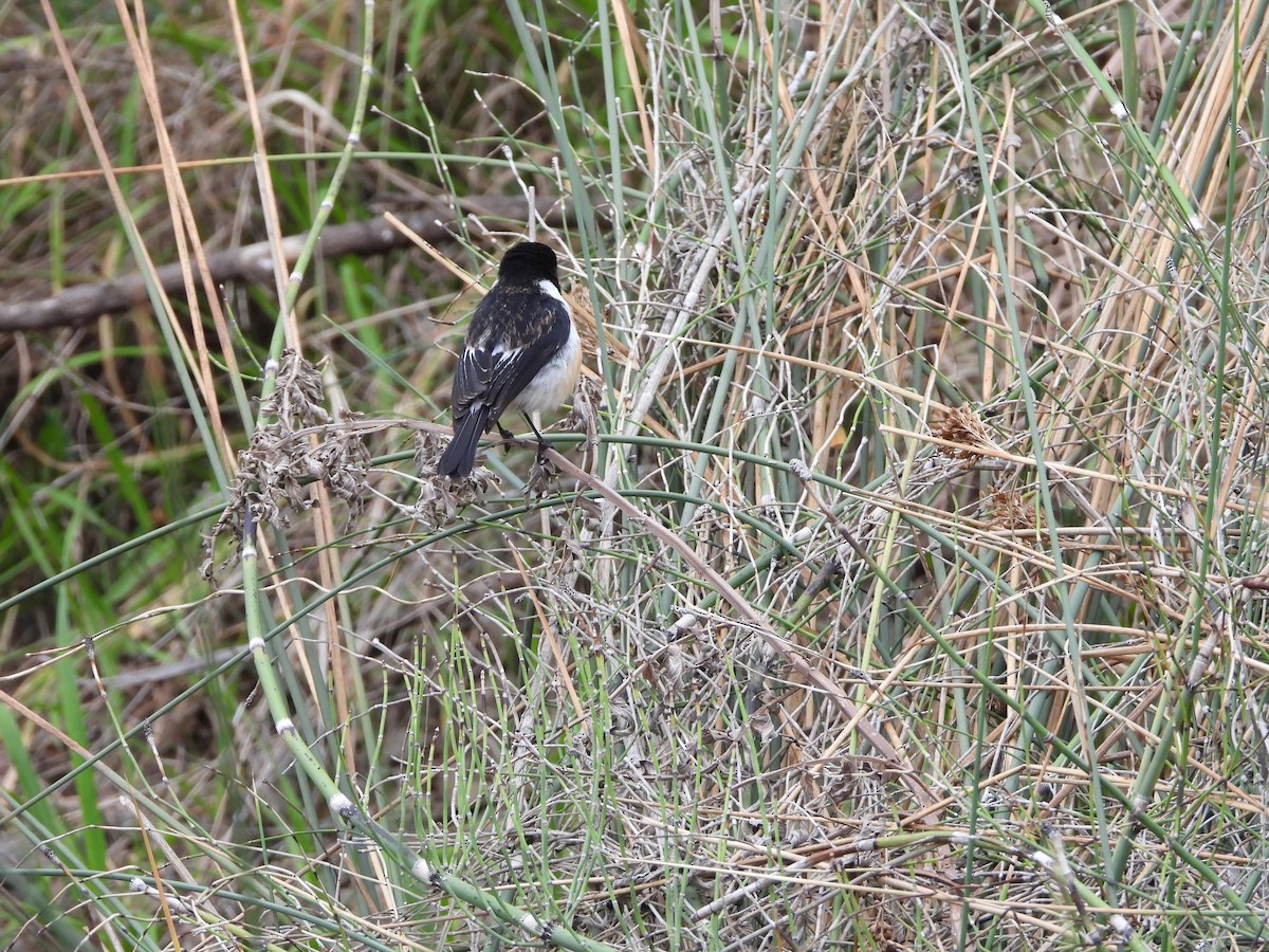 African Stonechat - Sławomir Karpicki