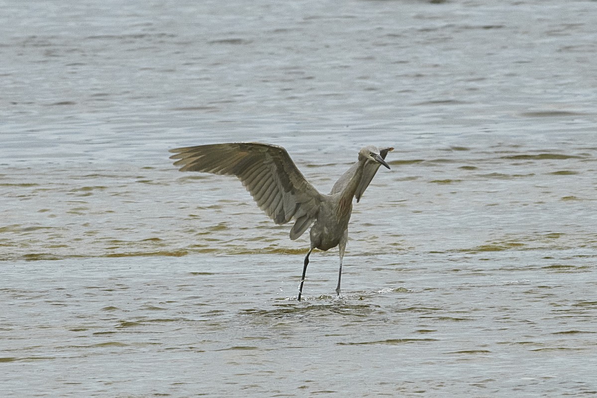 Reddish Egret - ML616334335