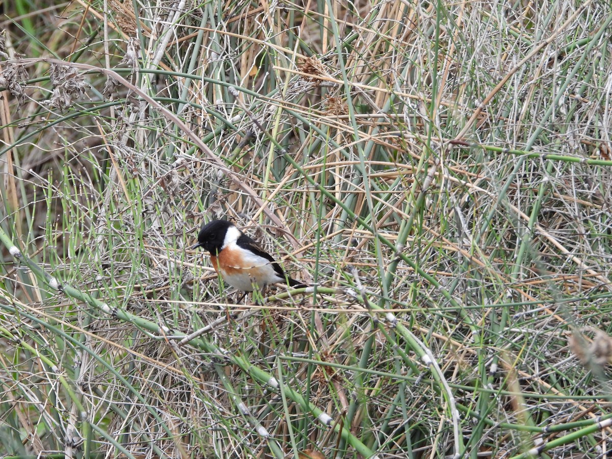 African Stonechat - Sławomir Karpicki