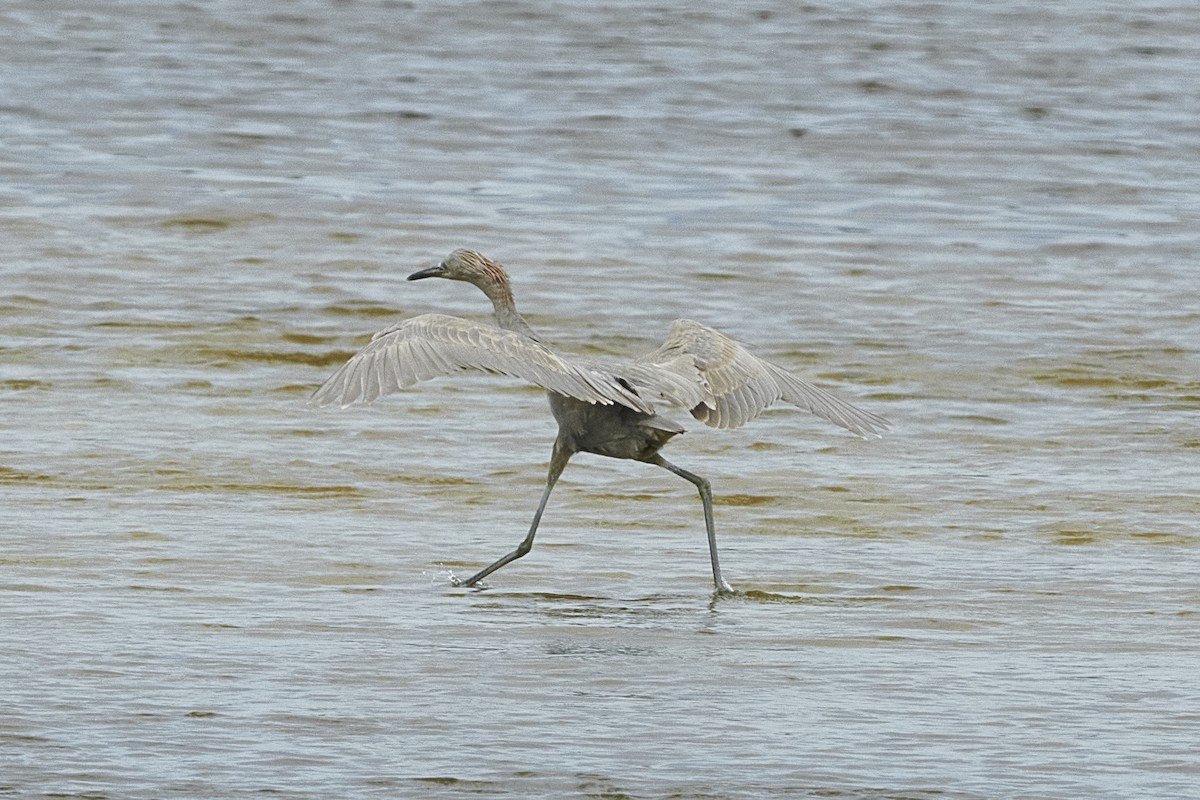 Reddish Egret - ML616334345