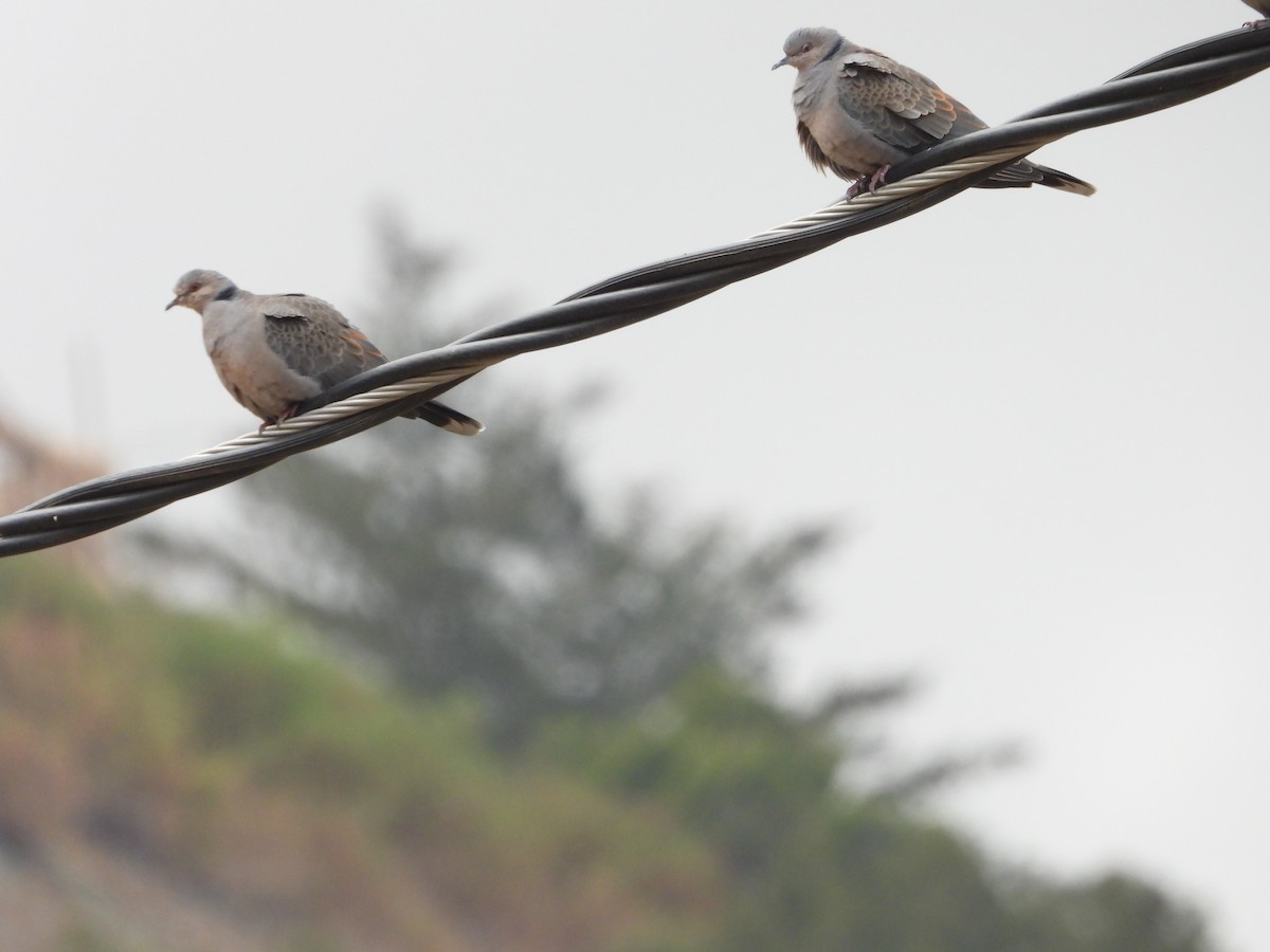 Dusky Turtle-Dove - Sławomir Karpicki