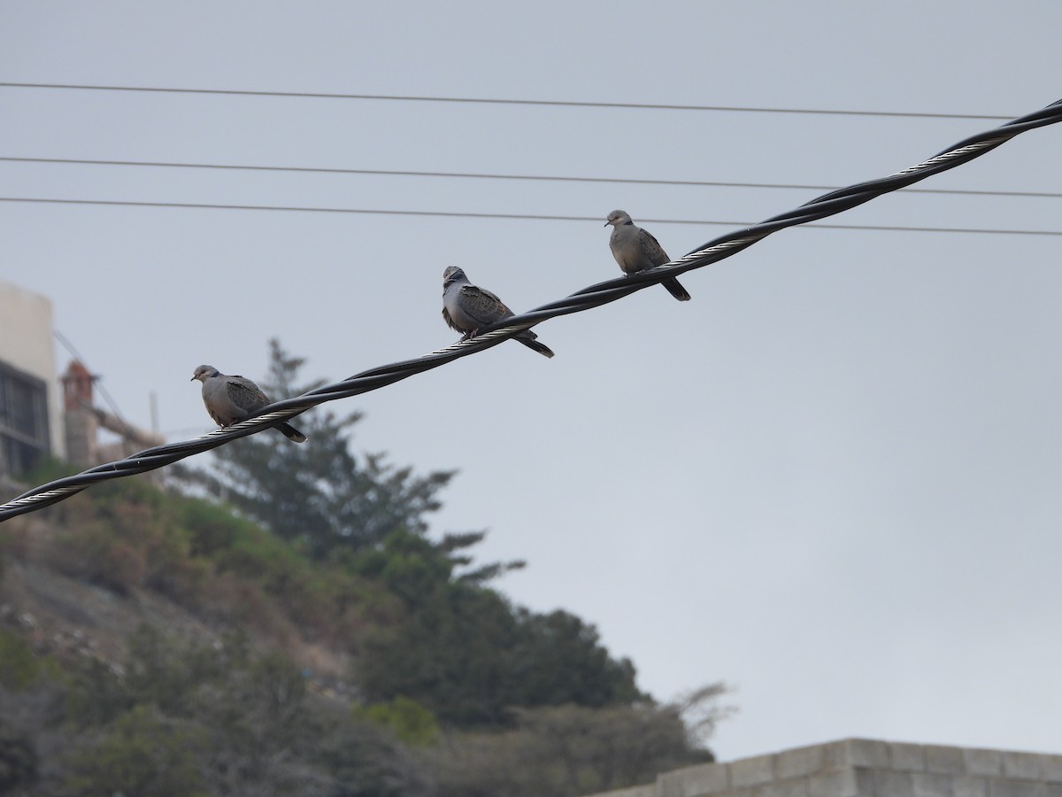 Dusky Turtle-Dove - ML616334352