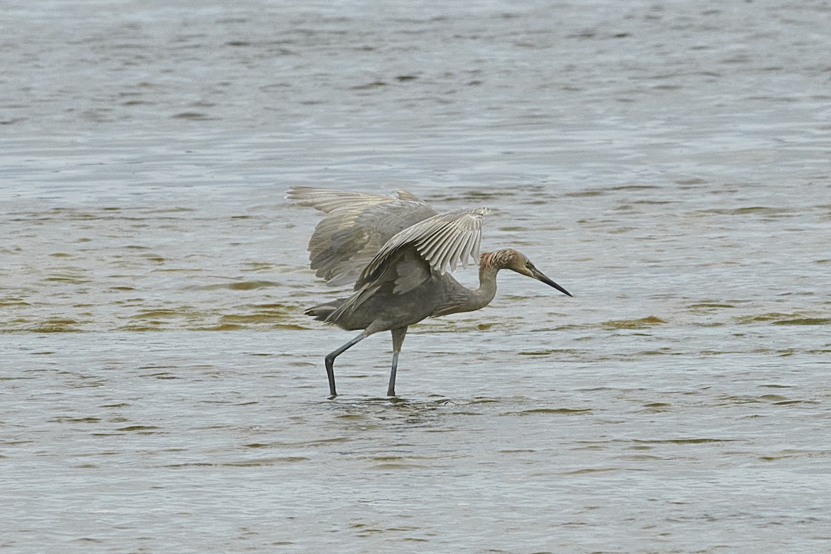 Reddish Egret - ML616334359