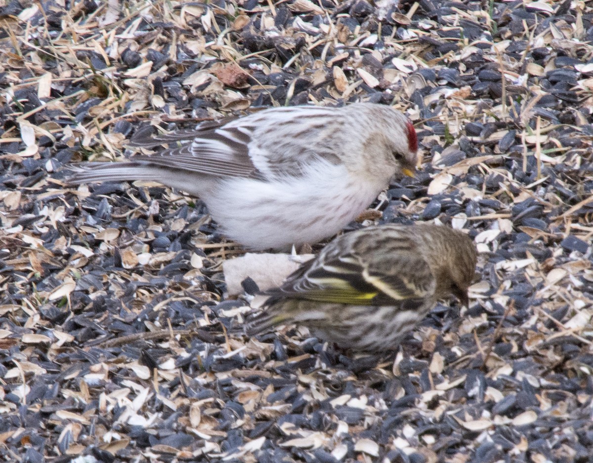 Hoary Redpoll (hornemanni) - Norma Maurice