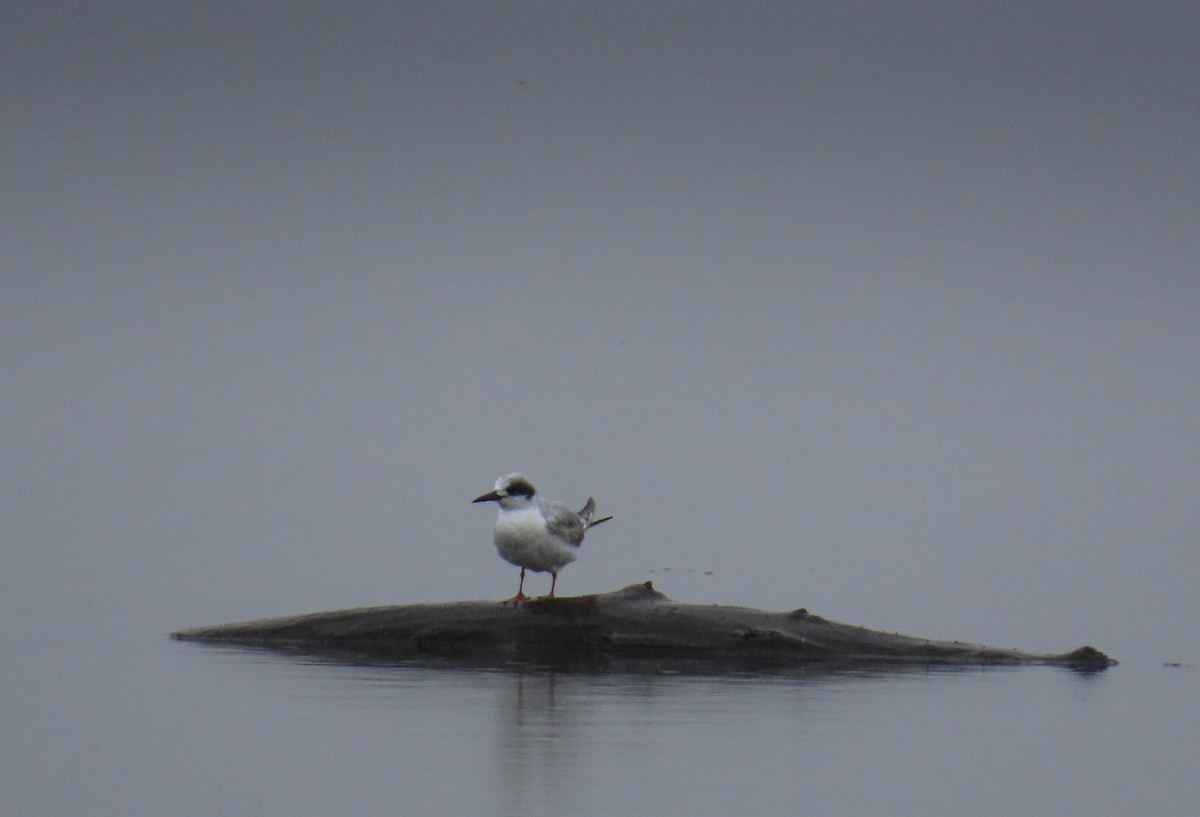 Forster's Tern - Linda Eyster