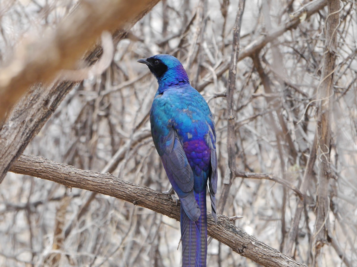 Meves's Starling (Meves's) - ML616334387