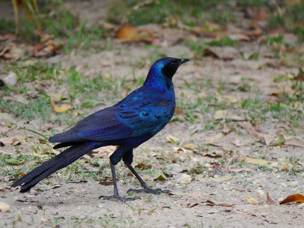 Meves's Starling (Meves's) - ML616334388