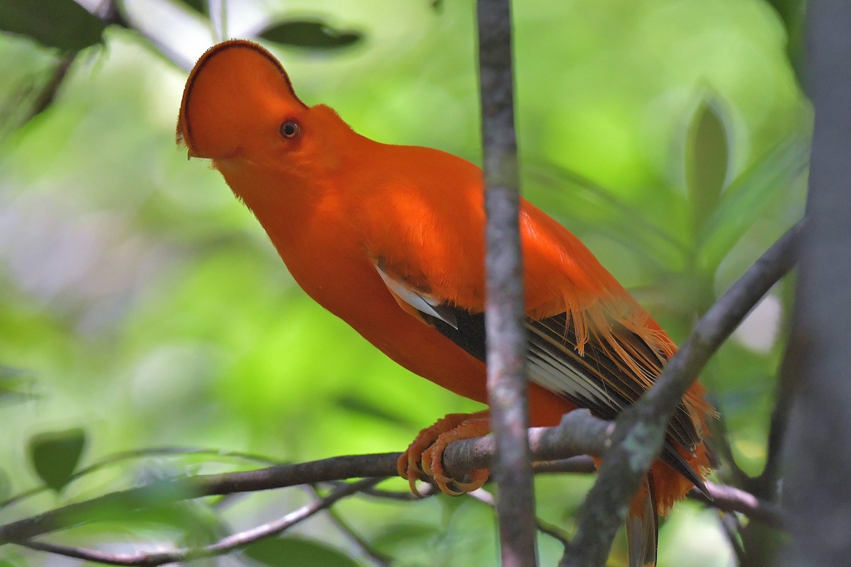 Guianan Cock-of-the-rock - ML616334401