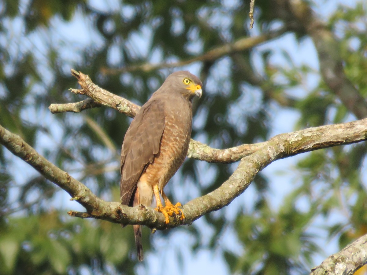 Roadside Hawk - ML616334427