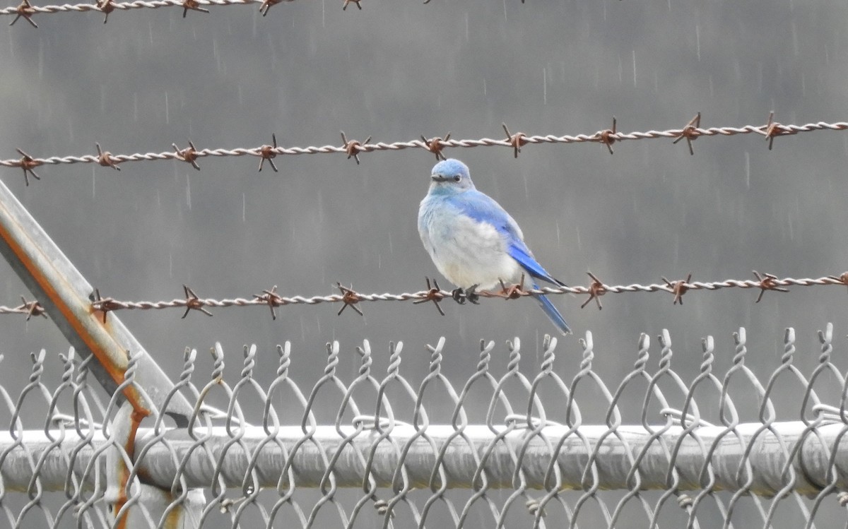 Mountain Bluebird - ML616334428