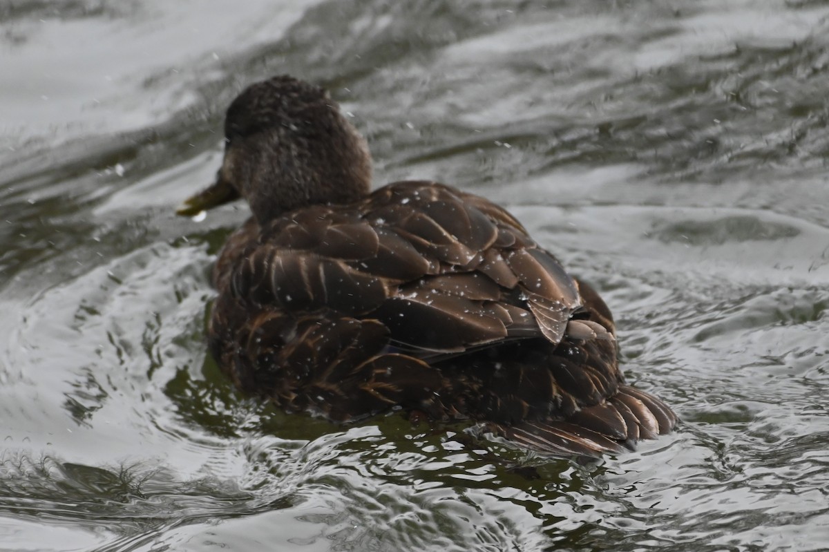 American Black Duck - ML616334429