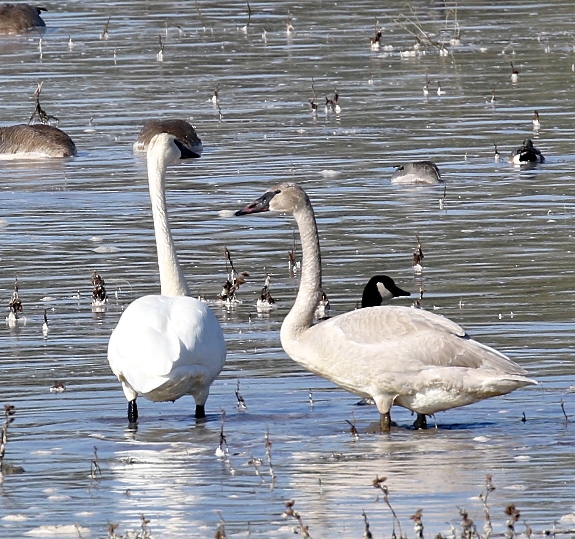 Trumpeter Swan - ML616334433