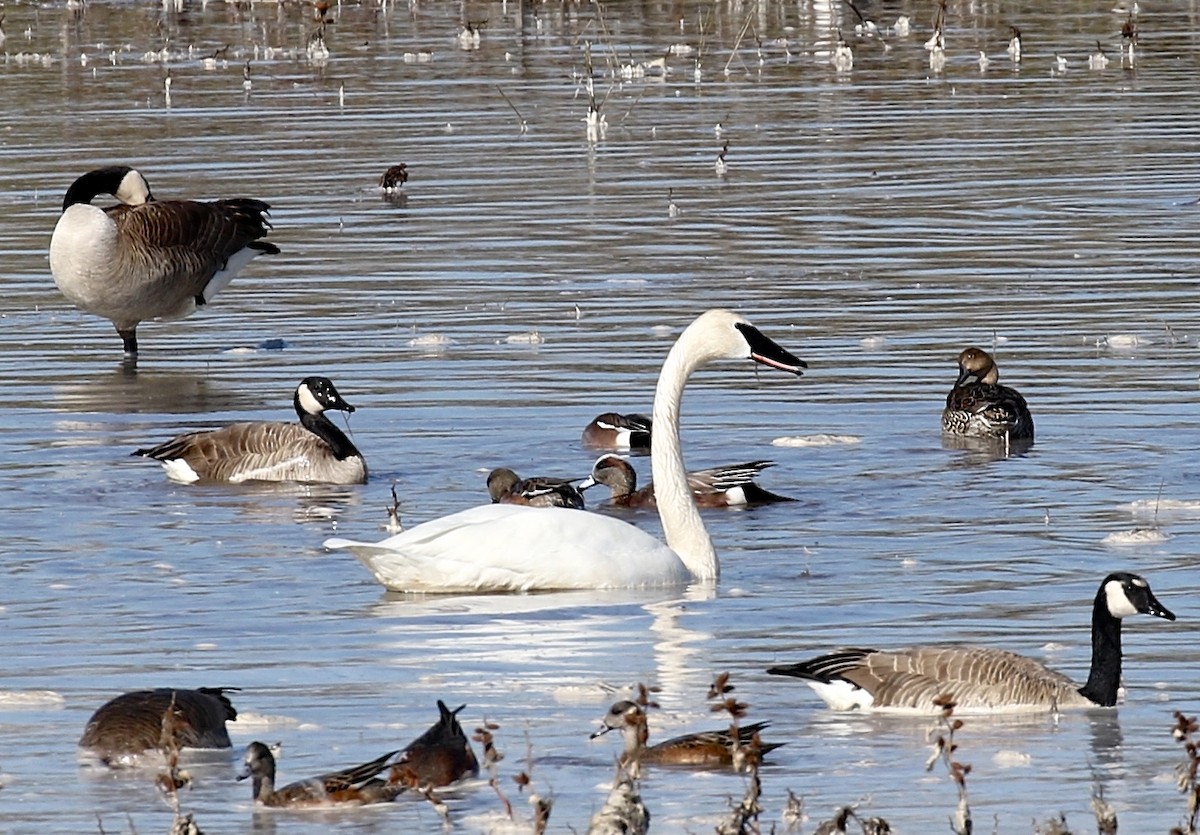 Trumpeter Swan - ML616334435