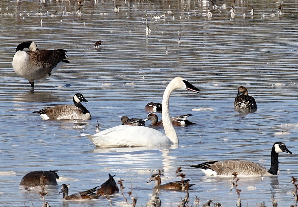 Cygne trompette - ML616334435