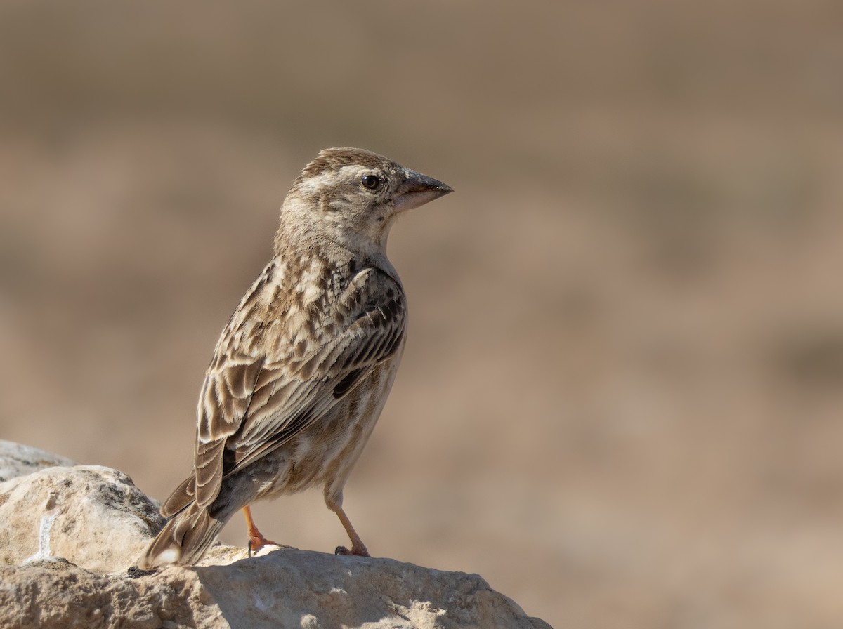 Rock Sparrow - ML616334449