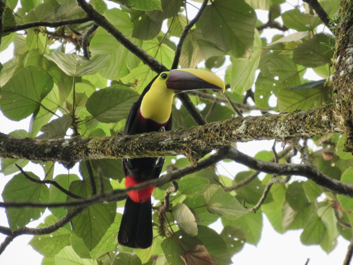 Yellow-throated Toucan - ML616334461