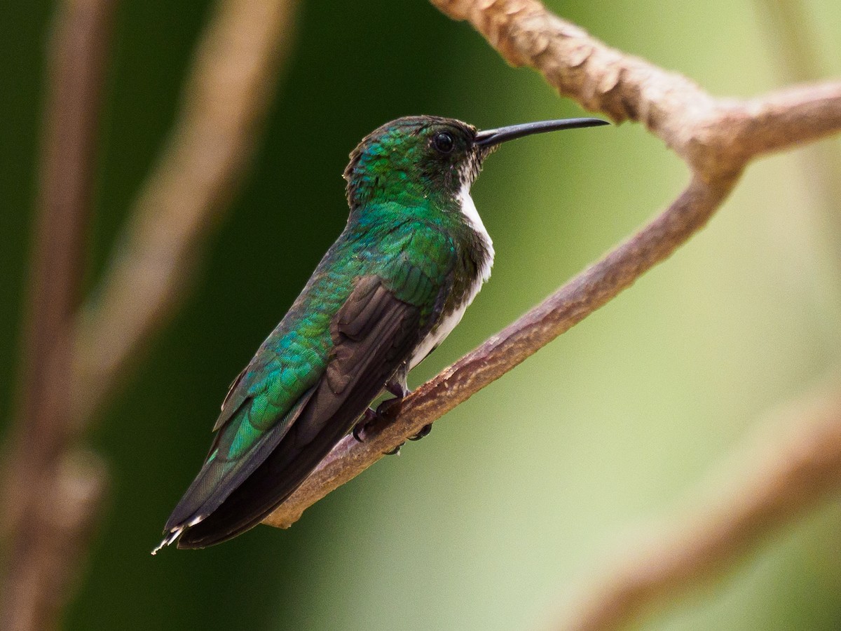 Green-breasted Mango - ML616334481