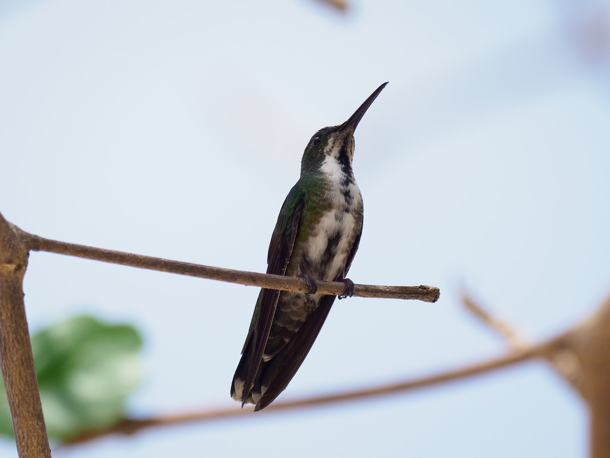 Green-breasted Mango - ML616334504