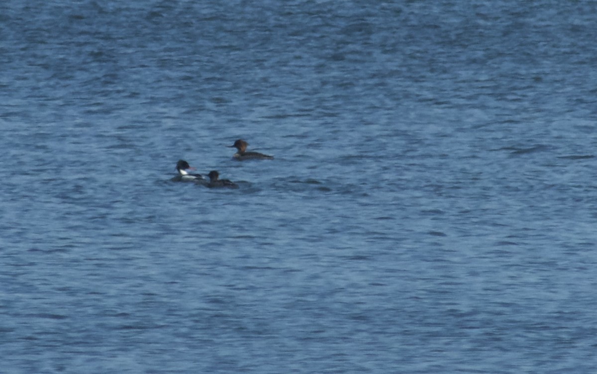 Red-breasted Merganser - ML616334512