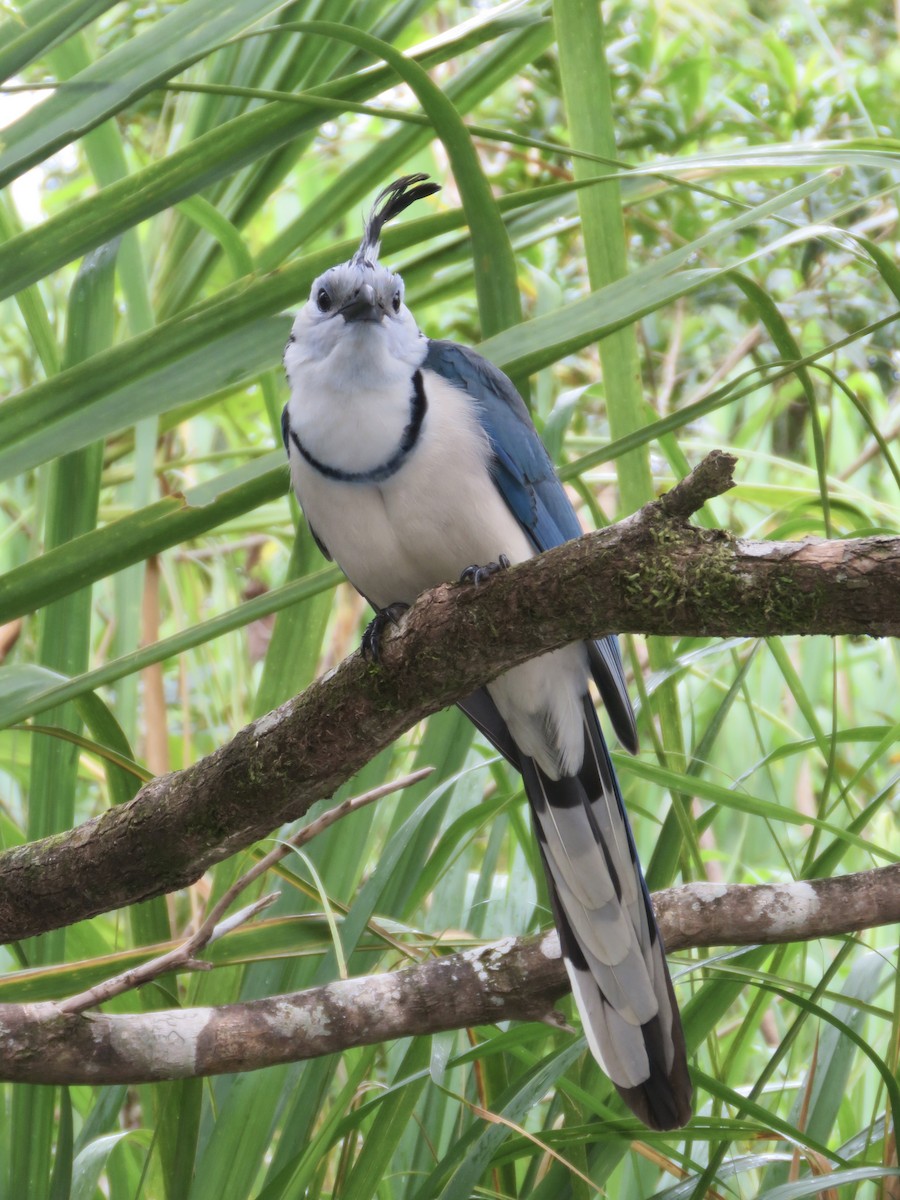 White-throated Magpie-Jay - ML616334520