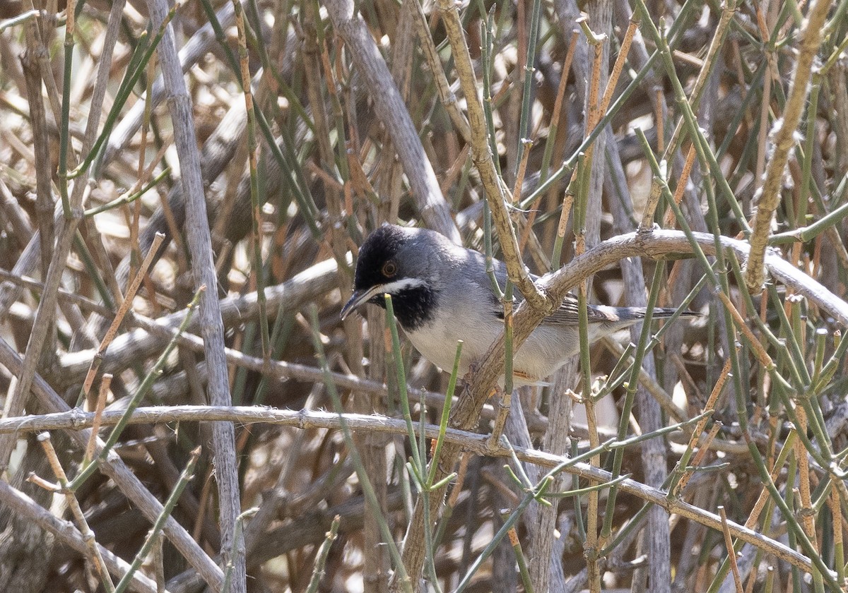 Rüppell's Warbler - ML616334561